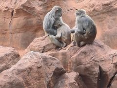 -昆明动物园