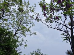 -日照海滨国家森林公园