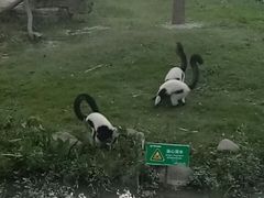 -上海野生动物园老虎餐厅