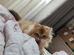 -小猫来了·猫舍(红山六九七九店)