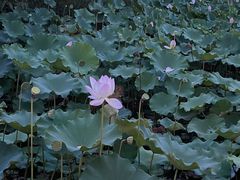 -75幢私房菜馆