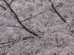 -顾村公园