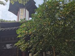 -上海佘山国家森林公园天马山园