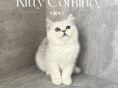 -小猫来了·猫舍(红山六九七九店)