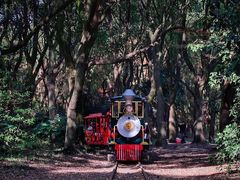 -上海共青森林公园