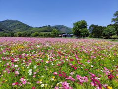 -径山花海