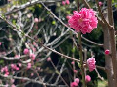 -南汇桃花村