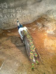 -Zoolung Zoolung动物主题公园(海信广场店)