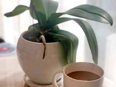 -子霖南山鲜虾面(南山总店)