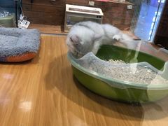 -龟与熊猫宠物公园(南坪店)