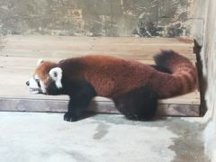 -深圳野生动物园