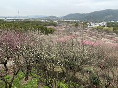 -香雪海