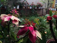 -马白开来特色羊排揪片子  (总店)