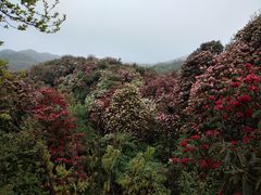 -贵州百里杜鹃风景名胜区