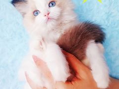 -麒麟缅因猫舍·十五年缅因猫选购中心