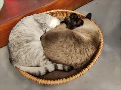 -猫友咖啡店(玉林西路店)