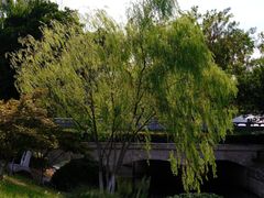 -羊山湖公园
