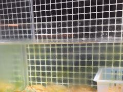 -吕氏焗小鲜•海鲜青岛菜(总店)