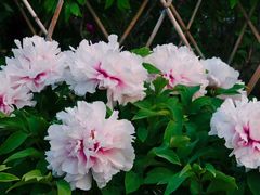 -曹州百花园