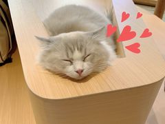 -瞄一喵猫咖(格力海岸店)