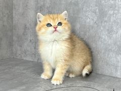 -小猫来了·猫舍(红山六九七九店)