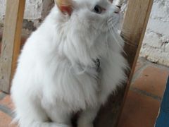 -Babycat私家御饼屋(龙头路一店)