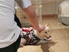-南京Hallo宠物乐园·哈罗犬舍·柴犬繁育基地