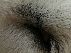 睡着的-瑞派雷欧宠物医院·24h夜诊·心脏骨科牙科·全科重症转诊中心(无影山店)