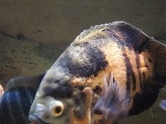 -迪拜水族馆及水下动物园