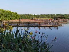 -大湾区中央湿地公园