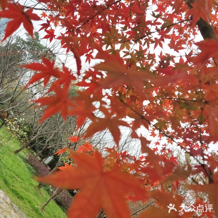 红枫