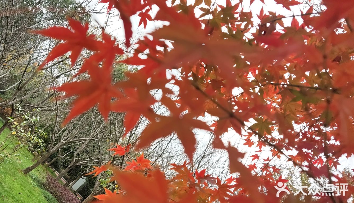 红枫