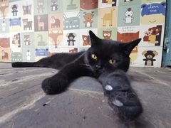 -喵屿·大理花园猫咖