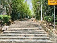 -东莞市大岭山森林公园