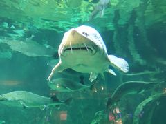 -华夏文旅海洋公园