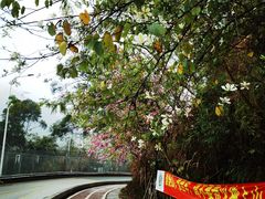 -梧桐山风景名胜区