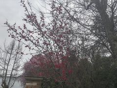 -成都蒲江花样年福朋喜来登度假酒店·宜客乐西餐厅