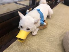 -逗柴咖啡屋·狗咖猫咖宠物桌游