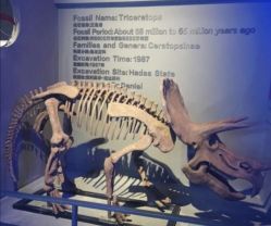 -恐龙探索乐园(磁器口店)