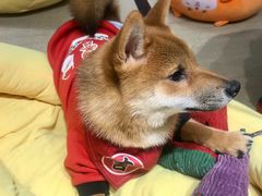 -逗柴咖啡屋·狗咖猫咖宠物桌游