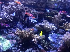 -西雅图水族馆