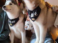 -Husky Go! 哈士奇体验馆·宠物咖啡厅狗咖