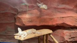 -Zoolung Zoolung动物主题公园(海信广场店)