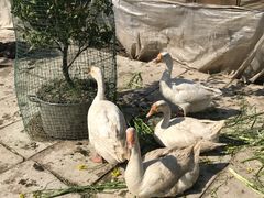-小鱼草莓采摘园农家乐·小鱼餐厅