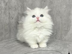 -小猫来了·猫舍(红山六九七九店)