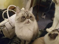 -猫色咖啡·猫咖