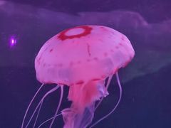 -北京海洋馆