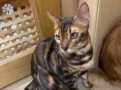 -MOCHA明星猫咖(田子坊店)