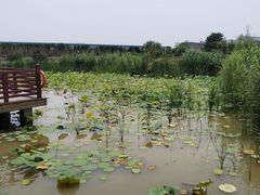 -洛阳古墓博物馆