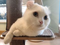 -MOYOYO猫咪咖啡店